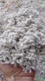Caroço de algodão
