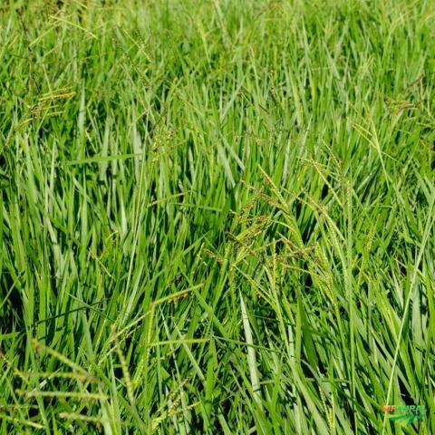 Semente De Pastagem Agrovale - Brachiaria Brizantha Marandú