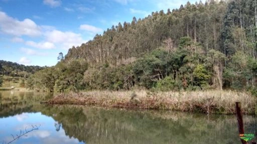 Imagem Pinheiro Araucária Licenciado / Toras e Serrado Imagem Pinheiro Araucária Licenciado / Toras e Serrado