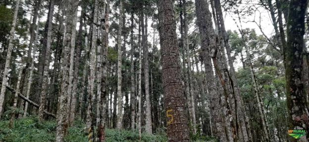 Imagem Pinheiro Araucária Licenciado / Toras e Serrado Imagem Pinheiro Araucária Licenciado / Toras e Serrado