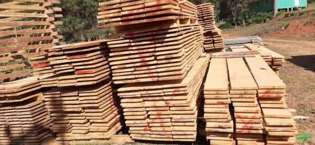 Imagem Pinheiro Araucária Licenciado / Toras e Serrado Imagem Pinheiro Araucária Licenciado / Toras e Serrado