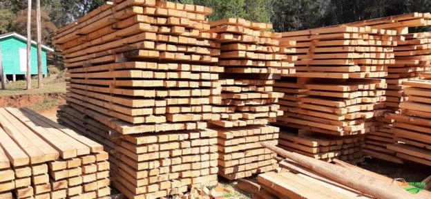 Imagem Pinheiro Araucária Licenciado / Toras e Serrado Imagem Pinheiro Araucária Licenciado / Toras e Serrado