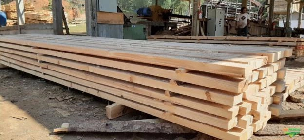 Imagem Pinheiro Araucária Licenciado / Toras e Serrado Imagem Pinheiro Araucária Licenciado / Toras e Serrado