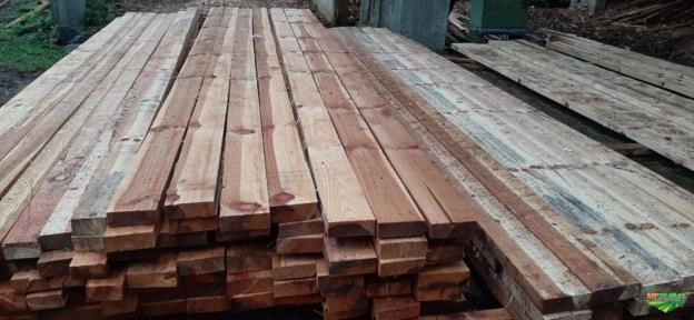 Imagem Pinheiro Araucária Licenciado / Toras e Serrado Imagem Pinheiro Araucária Licenciado / Toras e Serrado