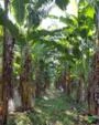 VENDO FAZENDA COM 2800 ha em Valença do Piauí ( Com 100 ha irrigados e cultivo de bananas )