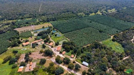 VENDO FAZENDA COM 2800 ha em Valença do Piauí ( Com 100 ha irrigados e cultivo de bananas )