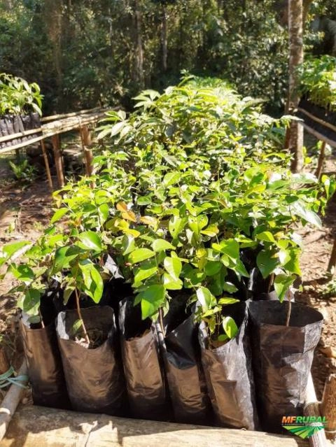 Imagem Mudas nativas da Mata Atlântica para reflorestamento. Imagem Mudas nativas da Mata Atlântica para reflorestamento.