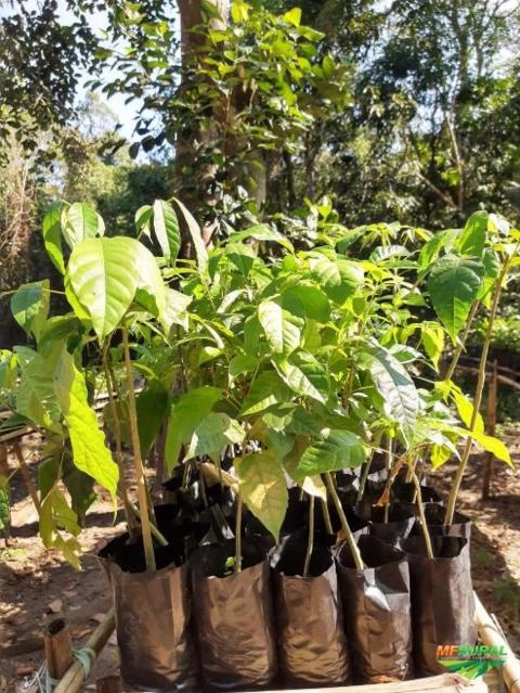 Imagem Mudas nativas da Mata Atlântica para reflorestamento. Imagem Mudas nativas da Mata Atlântica para reflorestamento.