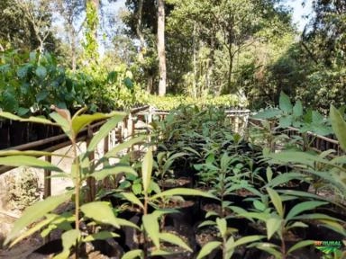 Imagem Mudas nativas da Mata Atlântica para reflorestamento. Imagem Mudas nativas da Mata Atlântica para reflorestamento.