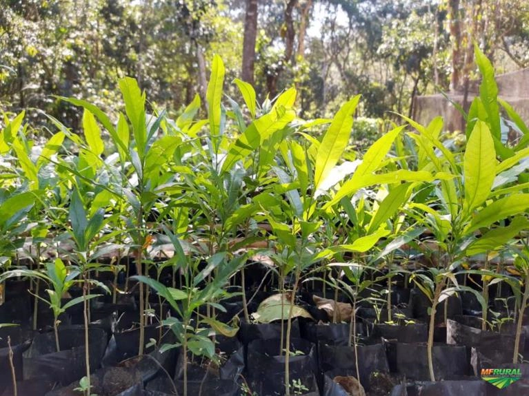 Mudas nativas da Mata Atlântica para reflorestamento. Imagem Mudas nativas da Mata Atlântica para reflorestamento.