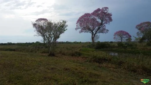 Fazenda em Poconé-MT com 15 mil hectares pra Gado