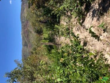 FAZENDA EM TERESINA DE GOIAS