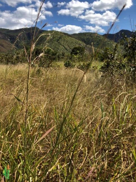 FAZENDA EM TERESINA DE GOIAS