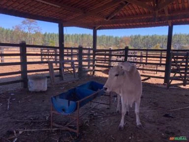 FAZENDA PARA SOJA OU GADO A VENDA EM PLANALTINA – DF