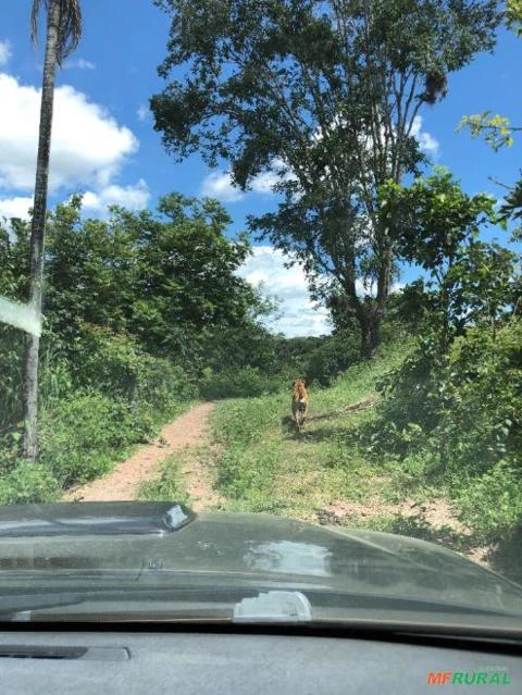 FAZENDA PARA GADO A VENDA EM PADRE BERNARDO GO