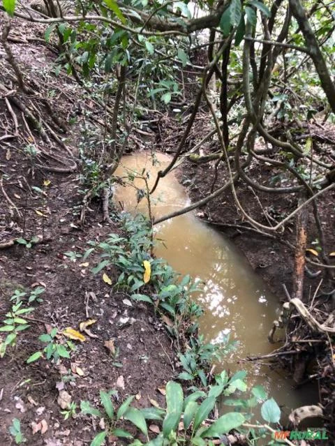 FAZENDA PARA GADO A VENDA EM PADRE BERNARDO GO