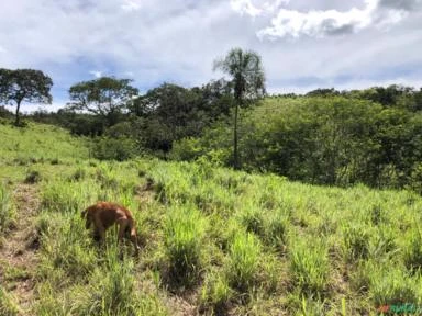 FAZENDA PARA GADO A VENDA EM PADRE BERNARDO GO