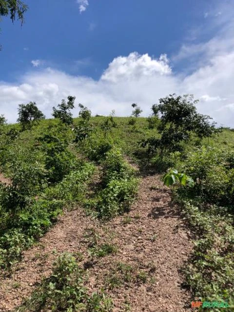 FAZENDA PARA GADO A VENDA EM PADRE BERNARDO GO