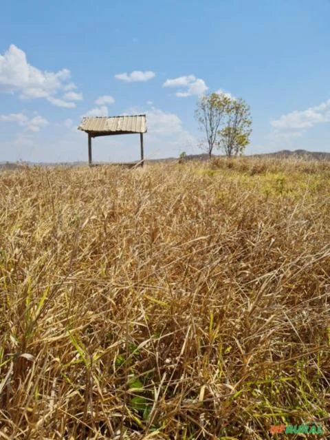 FAZENDA PARA GADO A VENDA EM PADRE BERNARDO COM 80 ALQUEIRES