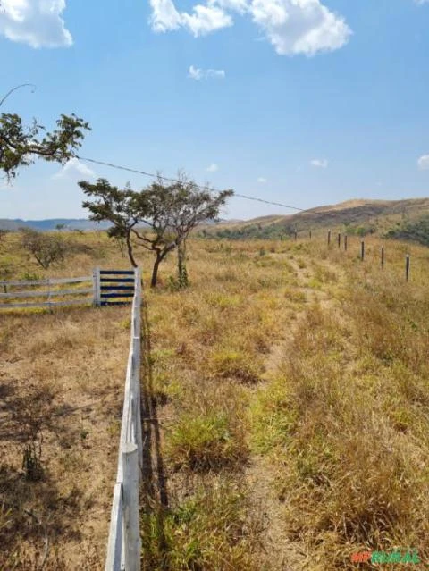 FAZENDA PARA GADO A VENDA EM PADRE BERNARDO COM 80 ALQUEIRES