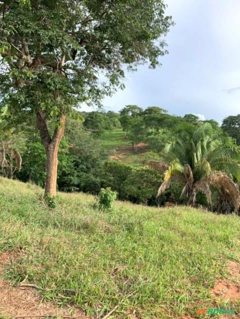 FAZENDA PARA GADO A VENDA EM PADRE BERNARDO COM 80 ALQUEIRES