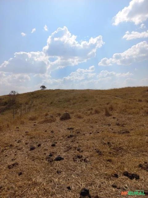 FAZENDA PARA GADO A VENDA EM PADRE BERNARDO COM 80 ALQUEIRES