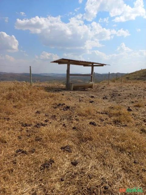 FAZENDA PARA GADO A VENDA EM PADRE BERNARDO COM 80 ALQUEIRES