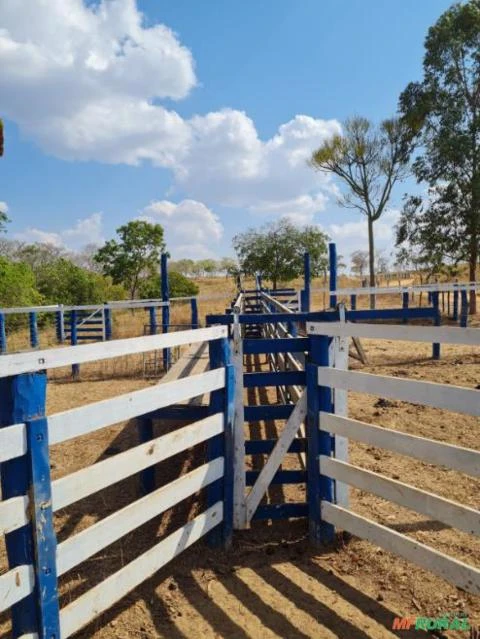 FAZENDA PARA GADO A VENDA EM PADRE BERNARDO COM 80 ALQUEIRES