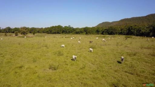 FAZENDA PARA SOJA OU GADO NA BEIRA DO RIO PRETO EM UNAÍ – MG