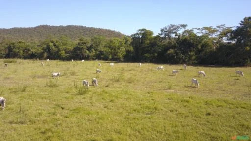 FAZENDA PARA SOJA OU GADO NA BEIRA DO RIO PRETO EM UNAÍ – MG