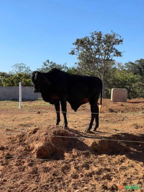 CHÁCARA A VENDA EM SANTO ANTÔNIO DO DESCOBERTO-GO