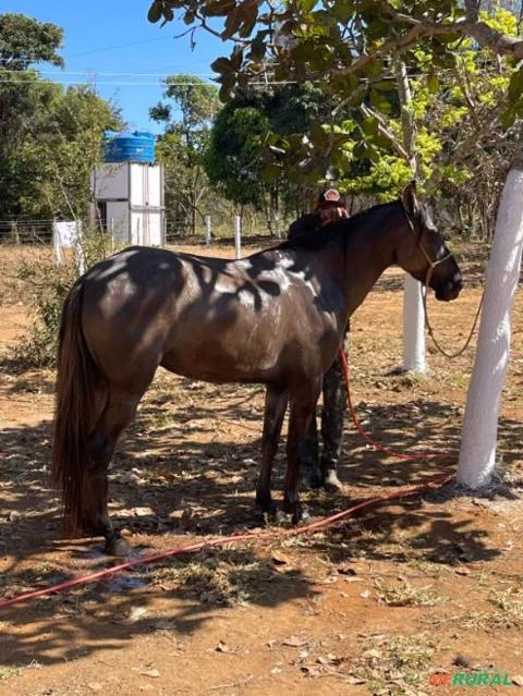 CHÁCARA A VENDA EM SANTO ANTÔNIO DO DESCOBERTO-GO