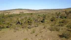 Fazenda para Gado, Soja ou reserva na Serra Bonita Buritis - MG