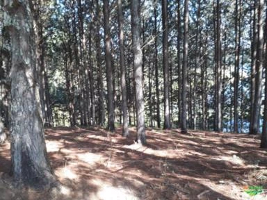 Floresta de Pinus Elliotti com 35 anos