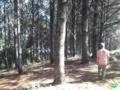 Floresta de Pinus Elliotti com 35 anos