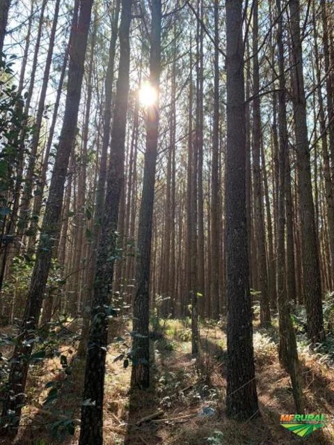 Fazenda de PINUS TAEDA