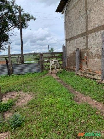 Vendo Nelore Imagem Vendo Nelore