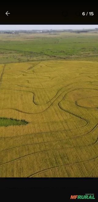 Fazenda no Uruguai Próxima da Fronteira com o Brasil