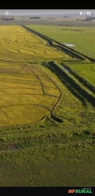 Fazenda no Uruguai Próxima da Fronteira com o Brasil