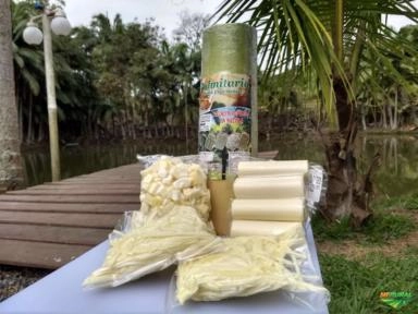 Palmito Pupunha Imagem Palmito Pupunha