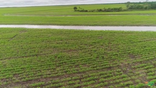 Fazenda produzindo soja e milho há 14 safras, também com aptidão para pecuária.