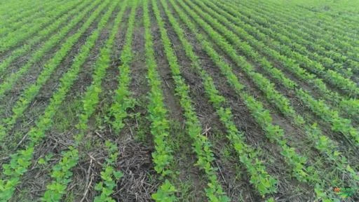 Fazenda produzindo soja e milho há 14 safras, também com aptidão para pecuária.