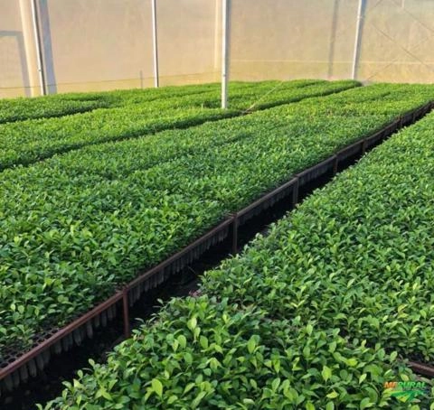 MUDAS DE LARANJAS,TANGERINAS E LIMÕES Imagem MUDAS DE LARANJAS,TANGERINAS E LIMÕES