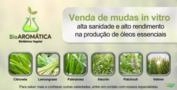 Mudas in vitro Imagem Mudas in vitro