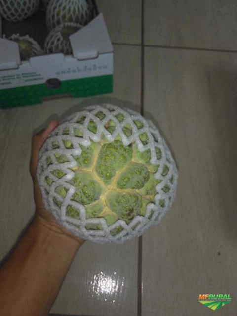 Imagem Pinha ou fruta do conde Imagem Pinha ou fruta do conde