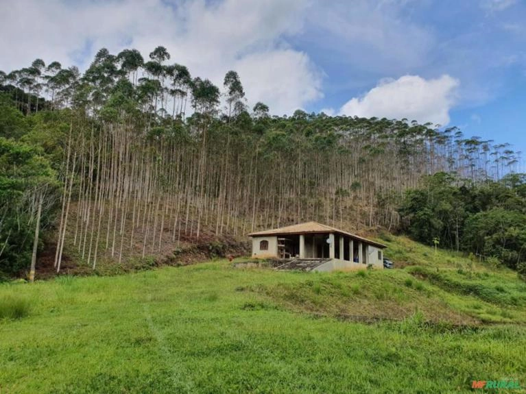 Eucalipto em pé Imagem Eucalipto em pé