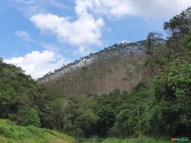 Imagem Eucalipto em pé Imagem Eucalipto em pé