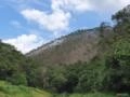 Eucalipto em pé Imagem Eucalipto em pé