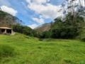 Eucalipto em pé Imagem Eucalipto em pé