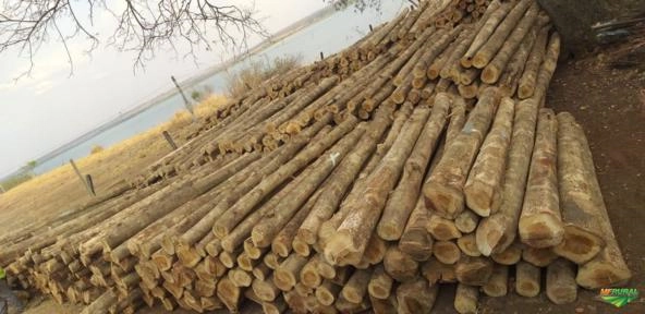 Madeira TECA cortada Imagem Madeira TECA cortada